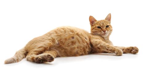 Regular Cat Nipples Vs Pregnant Cat Nipples Signs And Changes Funny Pet