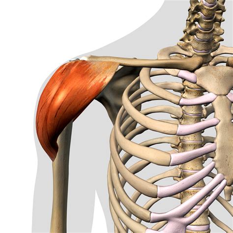 Shoulder Biomechanics Part 6 The Muscles Of The Shoulder