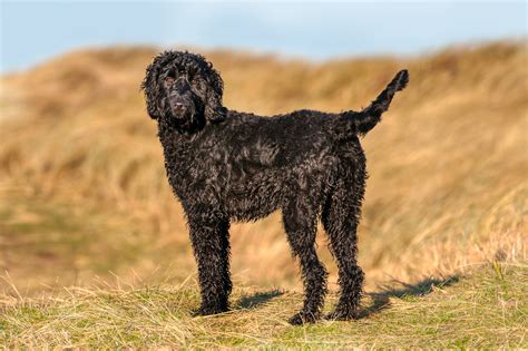 Evolution Of The Labradoodle And Their Possible Traits Lovetoknow Pets