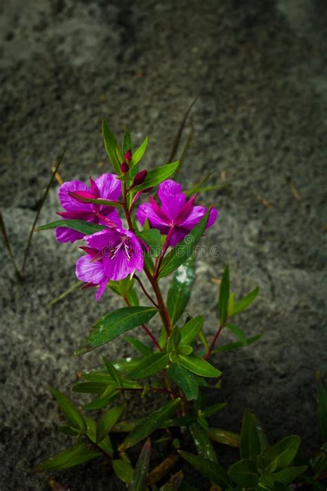 Beautifull Wild Single Purple Mountain Flowers Stock Image Image Of