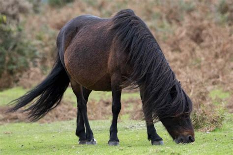 Dartmoor Pony: Breed Profile