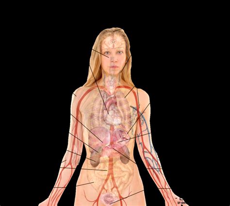 Find the perfect female internal organs stock photos and editorial news pictures from getty images. Anatomy Chart Organs | HD Wallpapers Plus