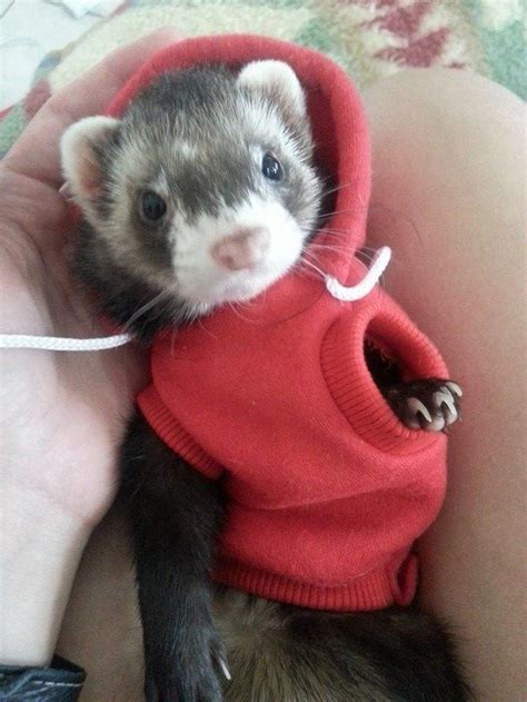 They Look Good In The Latest Fashions Pet Ferret Cute Ferrets