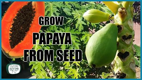 Growing Papaya From Seed Youtube