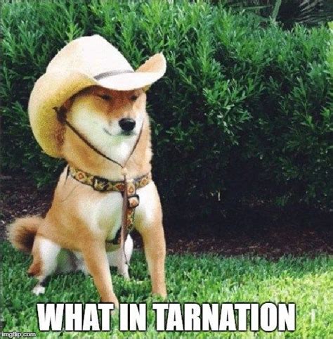 What In Tarnation Funny Pictures Animal Memes Funny Video Memes