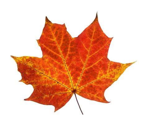 Autumn Leaf 3 Photograph By Gill Billington Pixels