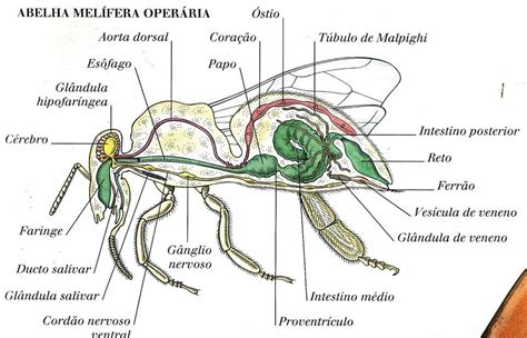 Classe Insecta Insetos E Suas Características Tipos Reprodução