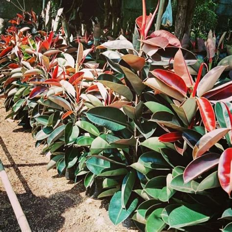 Tanaman Hias Hidup Ficus Karet Kebo Lazada Indonesia