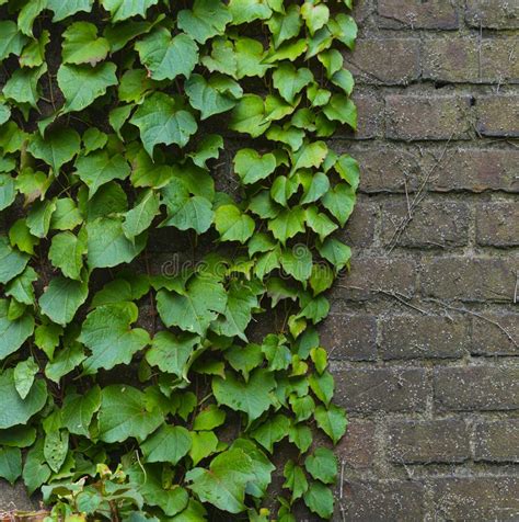 Ivy Growing On House Wall Stock Image Image Of Green 14397993