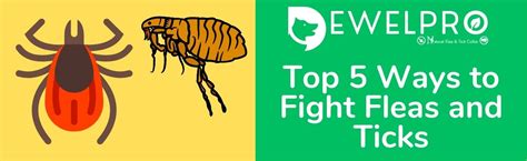 Top 5 Ways To Fight Fleas And Ticks Dewelpro