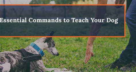 Essential Commands To Teach Your Dog Dog Training Tips