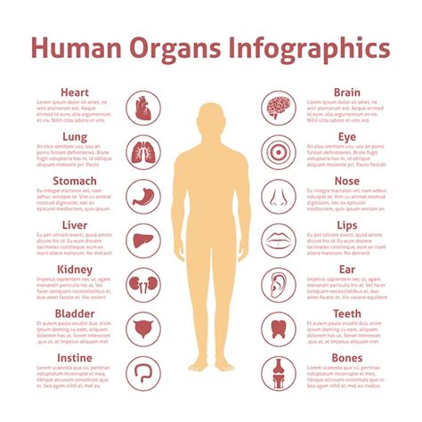 Free Vector Human Organs Icons With Male Figure Infographics Set
