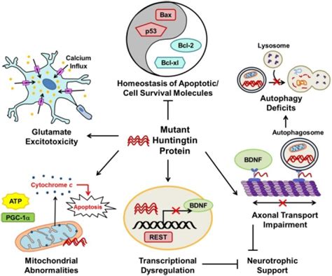 The Major Pathophysiological Pathways In Huntingtons D Open I