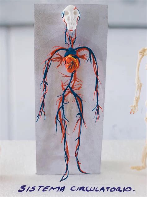 Las Venas Sistema Circulatorio Maqueta Sistema Circulatorio