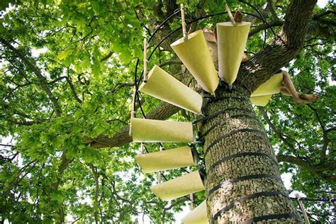 The ingenious contraption requires no tools to set up and won´t harm the tree, all is held up without drilling even a single hole. CanopyStair: A modular system of steps that can be ...