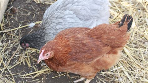 Backyard Chickens Linked To Multi State Outbreaks Of Salmonella Infections