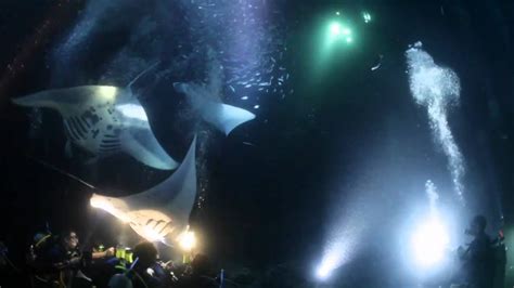 Kona Manta Ray Night Dive Youtube