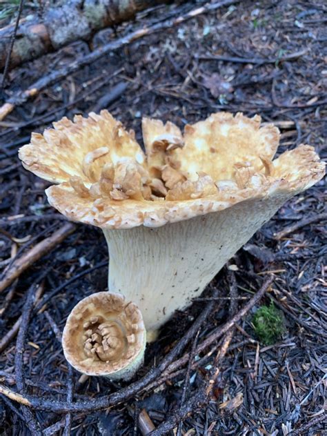 Can You Help Me Identify This Mushroom Seen In Ford Pinchot