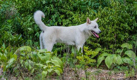 Large White Dog Standing In Front Of Plants Stock Photo Image Of
