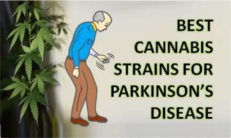 10 best cannabis strains for parkinson s disease in 2022 420 expert