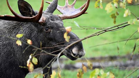 annual moose hunt underway radio sweden sveriges radio
