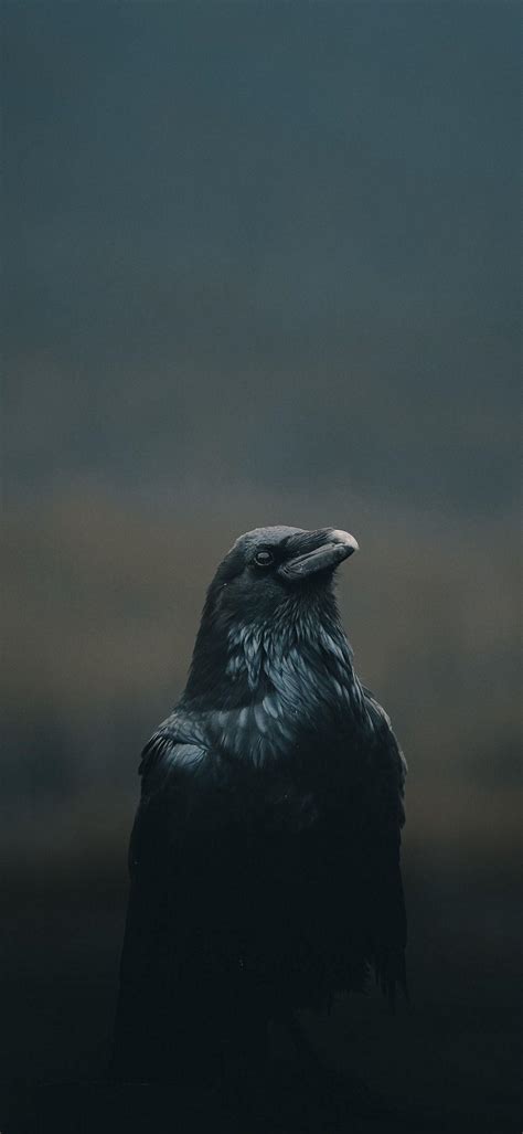 Raven Iphone Wallpapers Top Free Raven Iphone Backgrounds