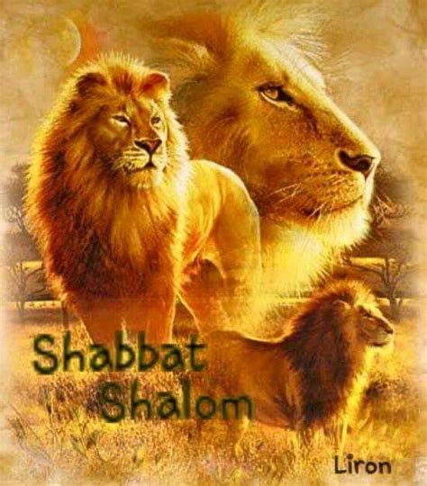 Shabbat Shalom Fotos De Animales Salvajes Leon De Juda Tribu De Judá