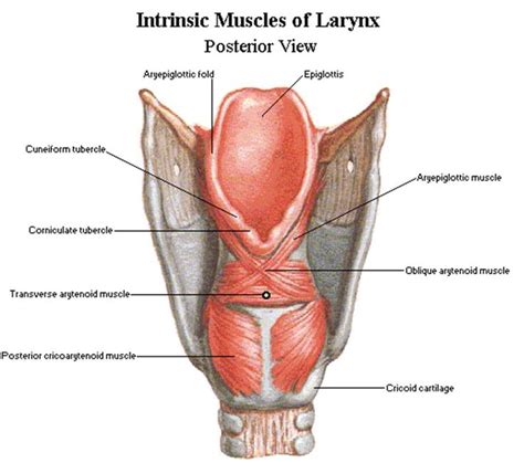 Anatomy Posterior View Of The Intrinsic Muscles Of The Larynx Slp