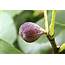 Figs Flowers Food FIGS  The Last Of Season