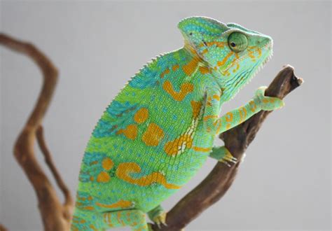 Male Or Female How To Sex A Veiledyemen Chameleon Much Ado About Chameleons