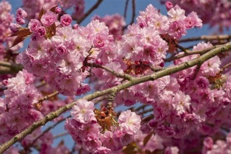 Pink cherry blossom tree in spring | Cherry blossom tree, Pink cherry blossom tree, Cherry blossom