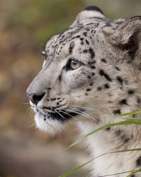 Welcome to the big cat sanctuary Laila - The Big Cat Sanctuary | Small wild cats, Rare cats ...