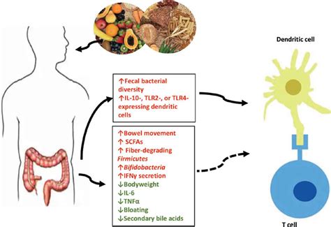 Effects Of Dietary Interventions On Gut Microbiota In Humans And The