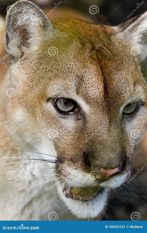 Cougar Close Up Stock Image Image Of Natural Nature 36025151