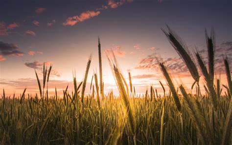 Wheat Field Sky Clouds Sunset Wallpaper Nature And Landscape