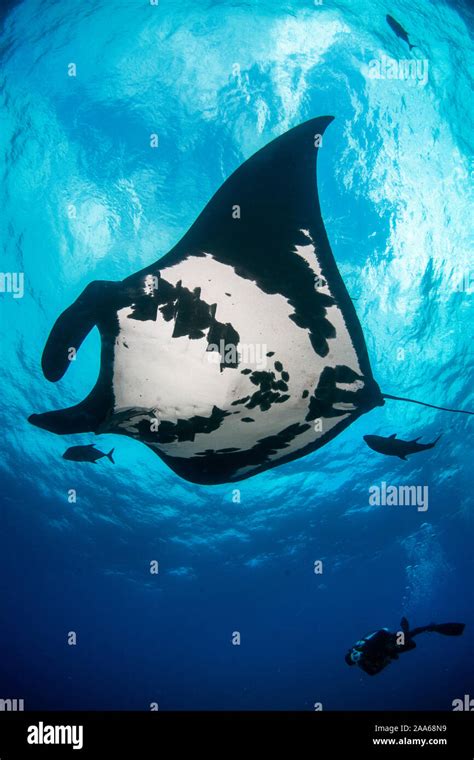 Giant Oceanic Manta Ray Mobula Birostris And Scuba Diver In San