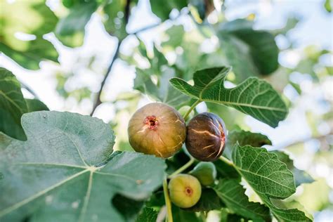 Fig Trees Species For Indoor And Outdoor Gardening