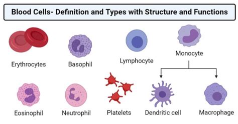 Blood Cells Definition And Types With Structure And Functions