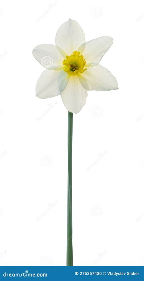 Isolated Flower Of White Narcissus Stock Photo Image Of Meadow