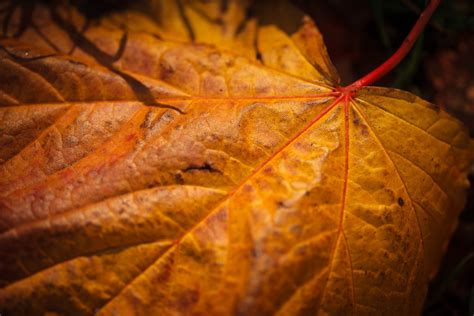 Autumn Leaves Macro Shots — Thomas Fitzgerald Photography