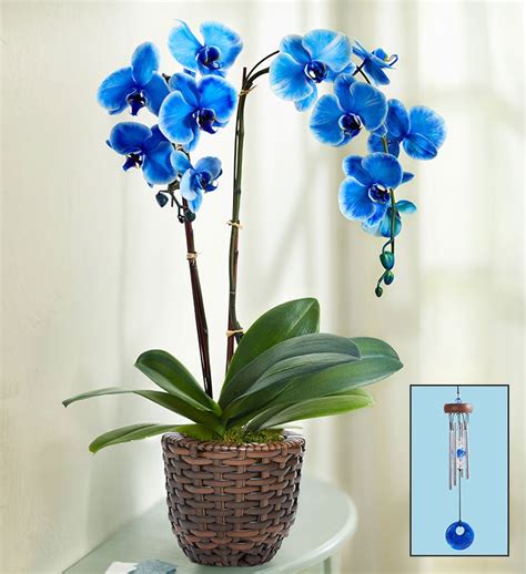 Beautiful Blue Phalaenopsis Orchid 101828