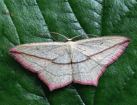 Papillon De Nuit Macro Insectes · Photo Gratuite Sur Pixabay