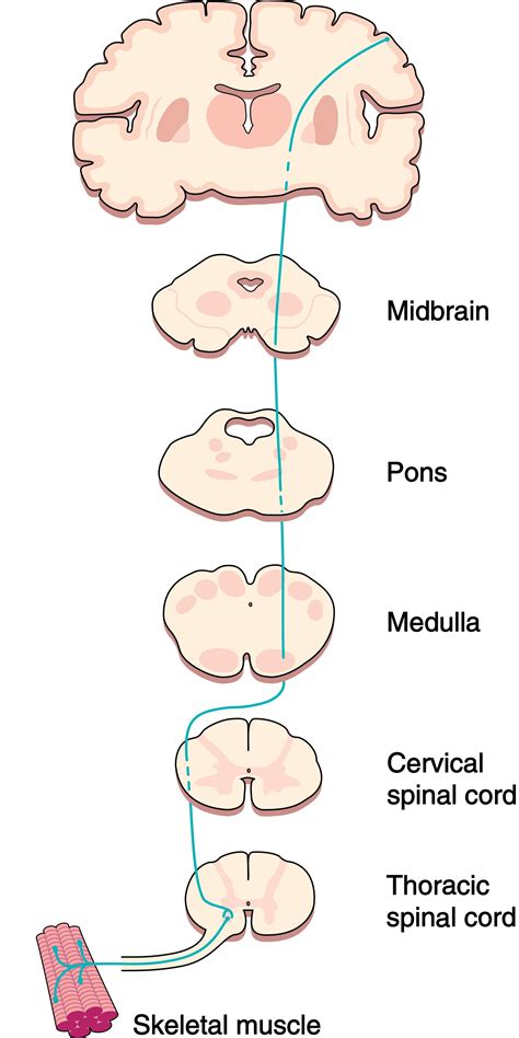 Cross Sections Of The Brain Midbrain Pons Medulla Cervical Spinal