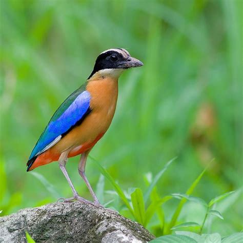 Wild Birds With Blue Wings Unique Rare Bird