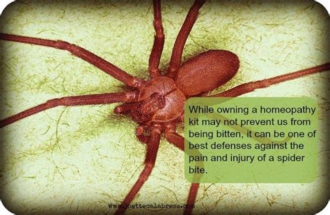Yikes A Spider Bit Me Not To Worry When You Have Homeopathy