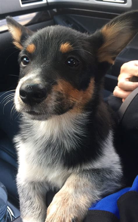 The welsh corgi is a small type of herding dog that originated in wales. Pin on Ruger and Snickers ️