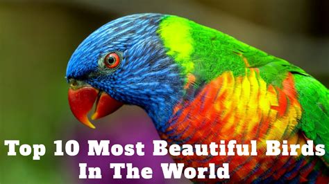Top 10 Most Beautiful Birds In The World Youtube