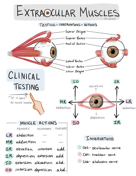 Eye See What You Did There A Review Of Extraocular Muscles Maidoodles