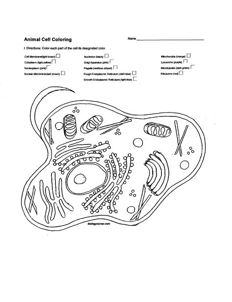Biologycorner.com animal cell coloring answer key : Animal Cell Drawing at GetDrawings | Free download