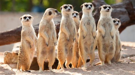 Meerkats Perform War Dances To Scare Away Other Clans Bbc Newsround